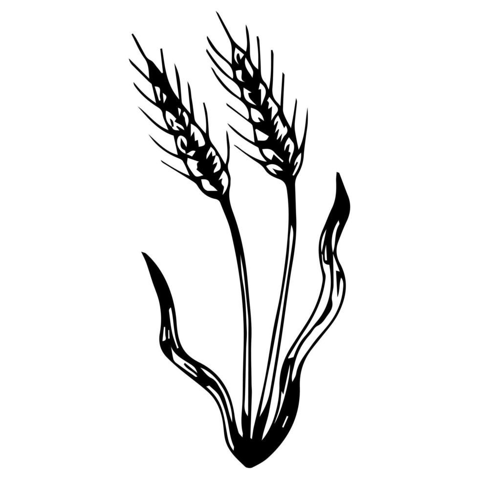 different varieties of wheat drawn by hand. Vector sketch illustration