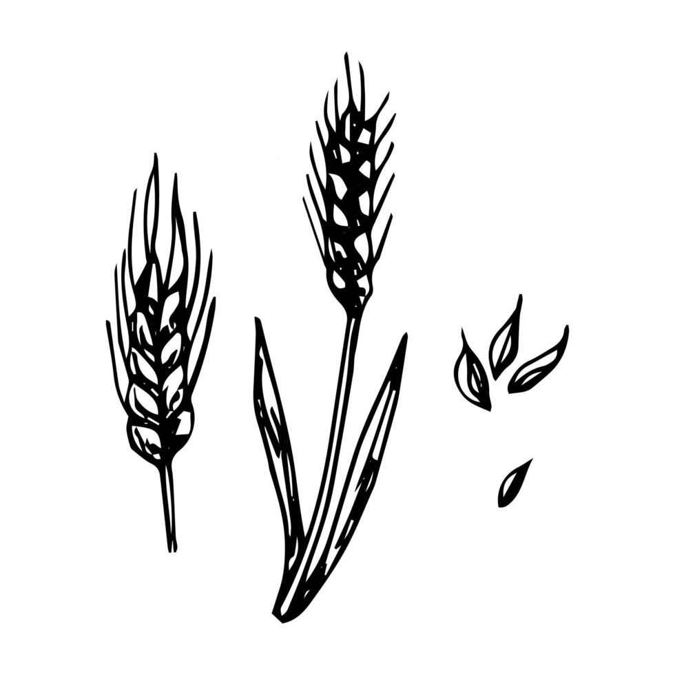 Sloppy grunge black and white vector drawing of spikelets. Pencil sketch of wheat, barley or rye stalks