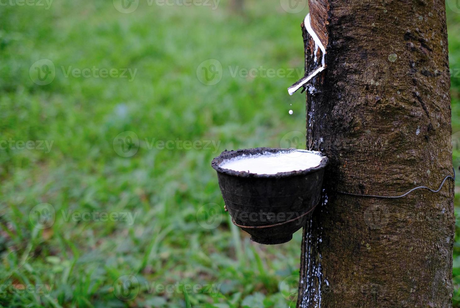 Fresh milky Latex flows into a plastic bowl in from para rubber tree photo