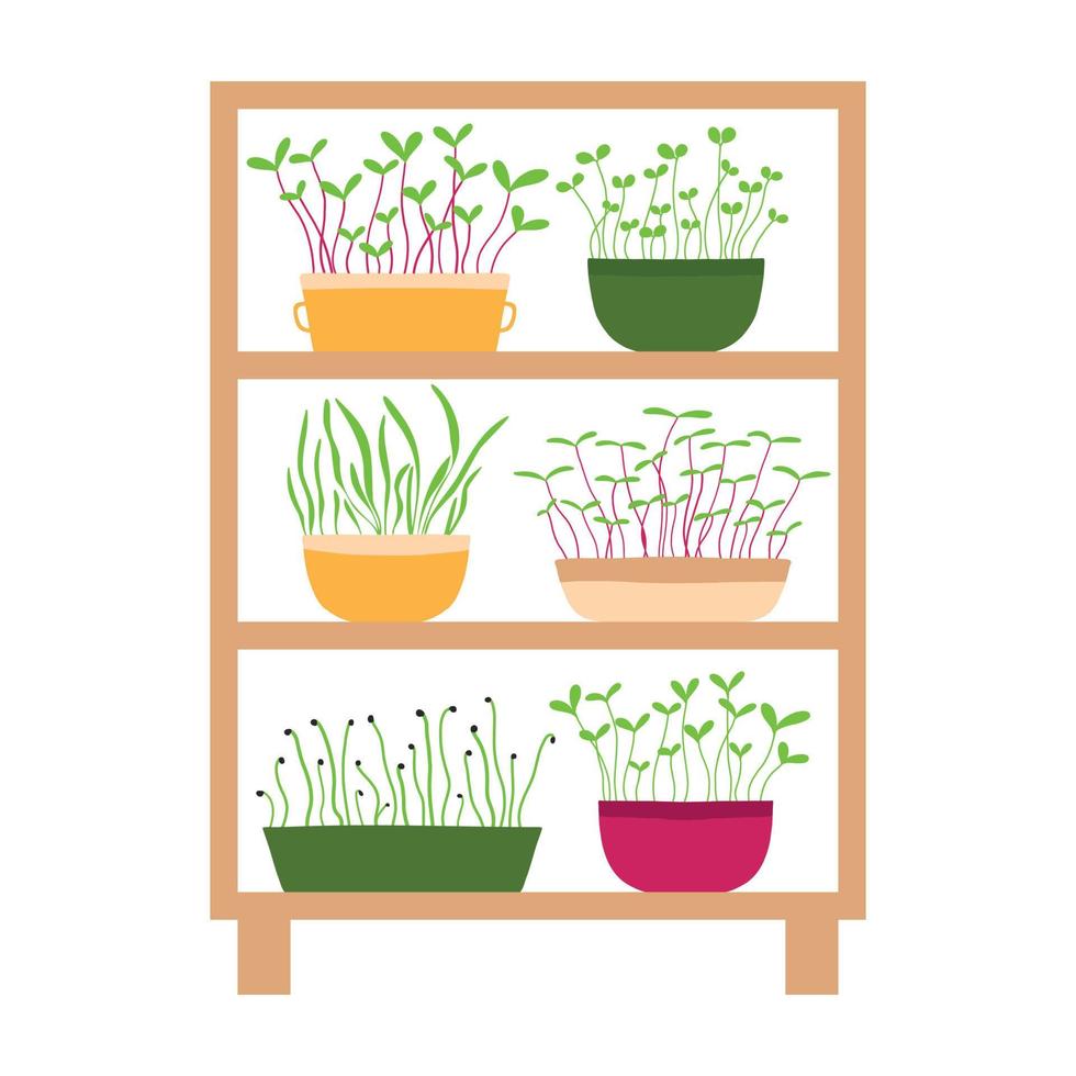 Vector illustration of a stele with potted plants. Shelf with microgreens. Growing microgreens.