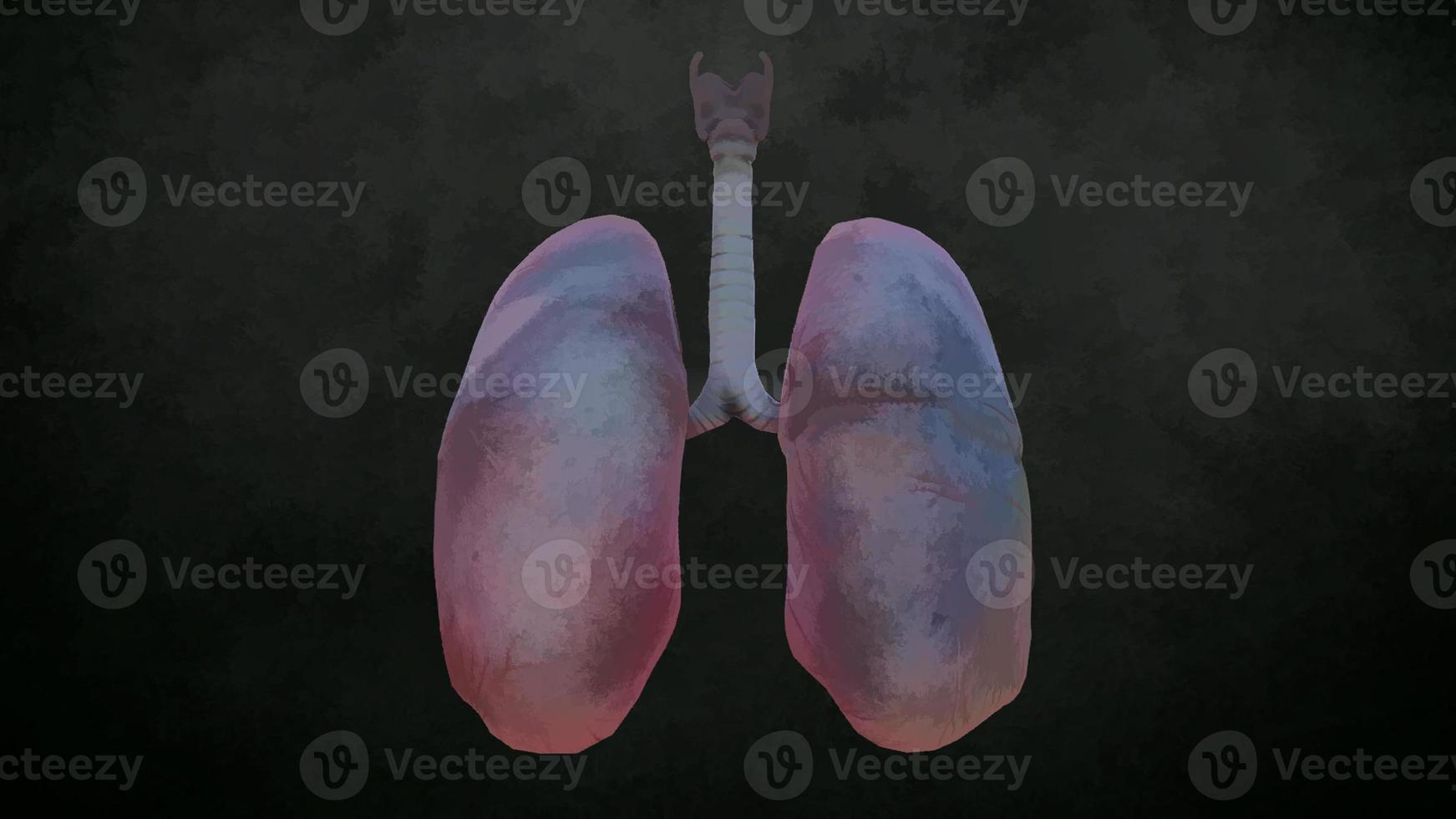 Realistic Human Lungs and Trachea. 3D illustration photo