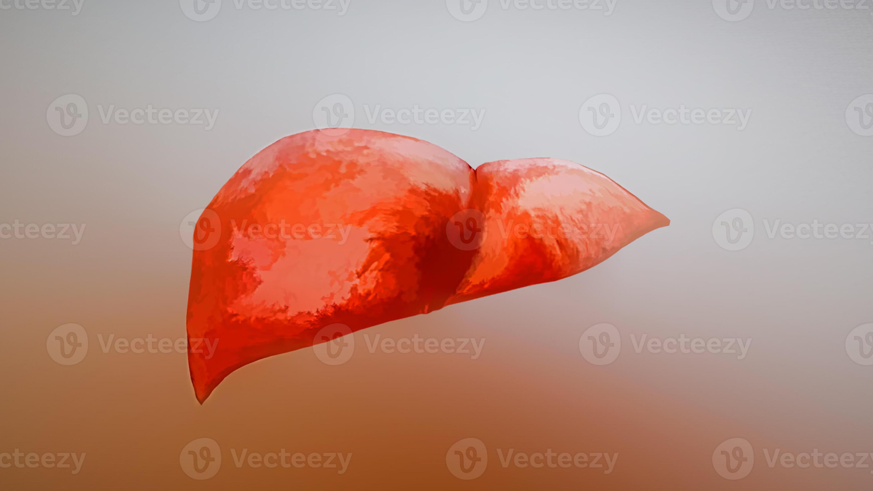 Realistic anatomical model of healthy human liver. 3D illustration