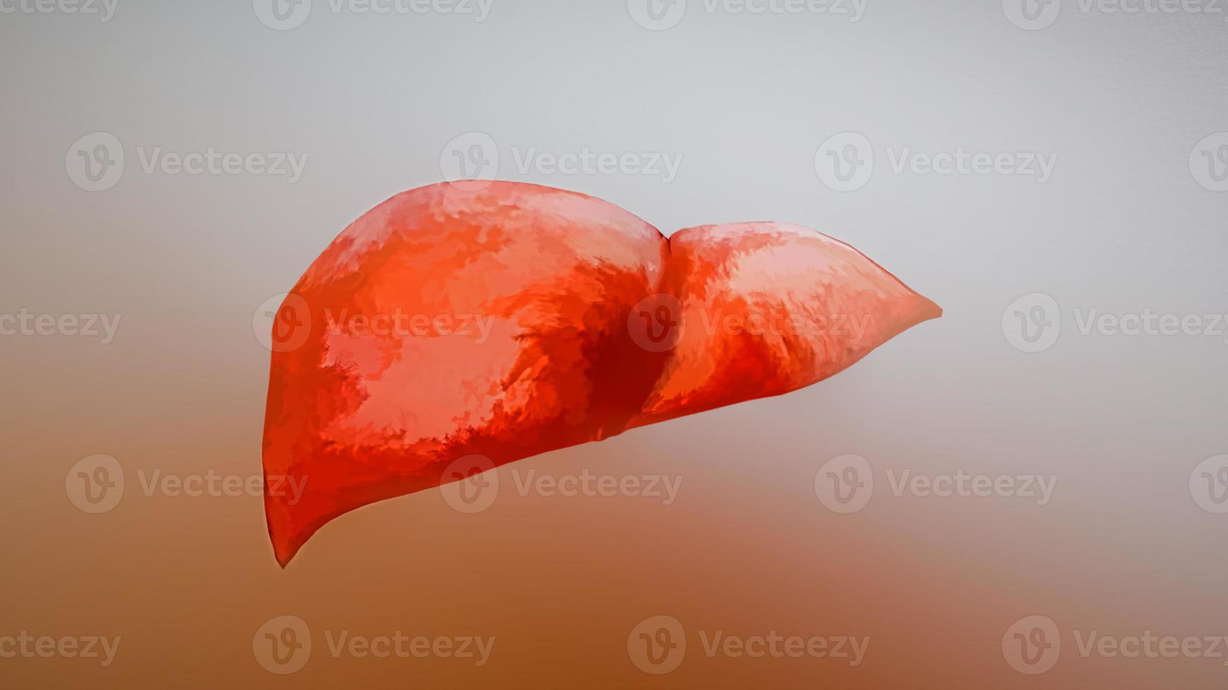 Realistic anatomical model of healthy human liver. 3D illustration photo
