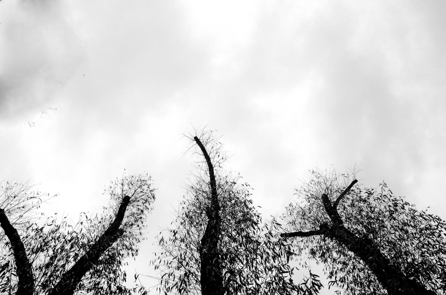 black and white silhouettes of trees with leaves photo