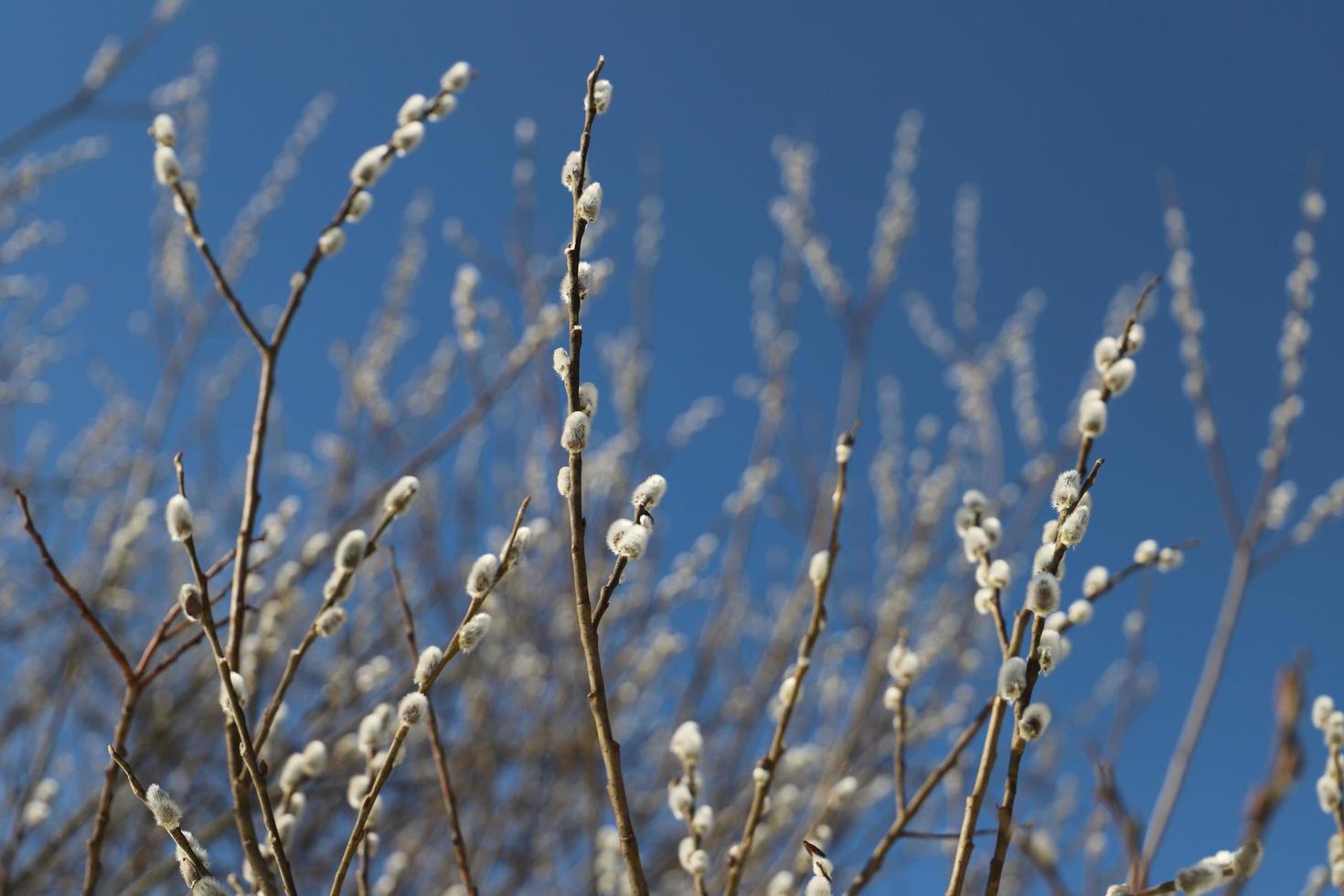 inicio de la primavera. sauce floreciente frente a un cielo azul. foto