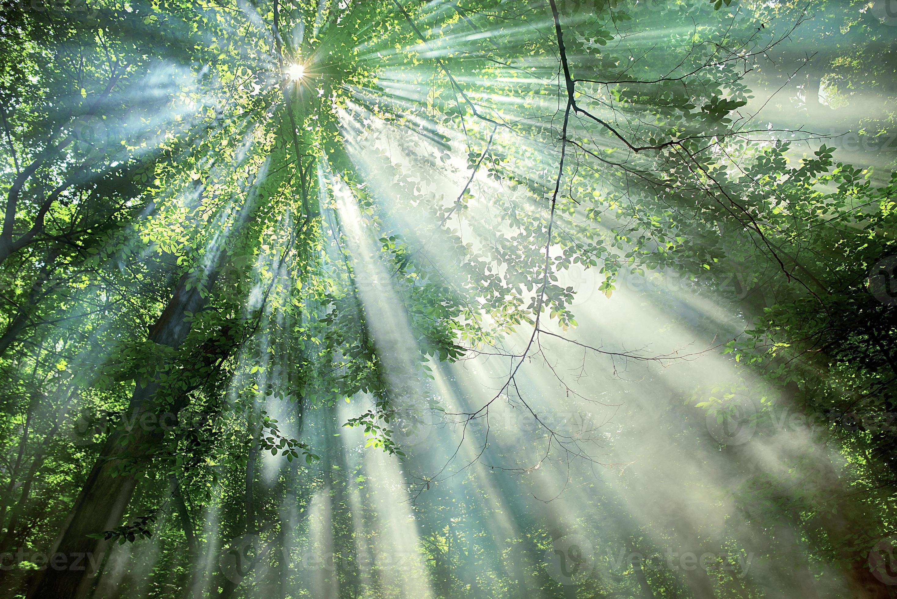 sun rays through the trees in the forest 6659241 Stock Photo at Vecteezy