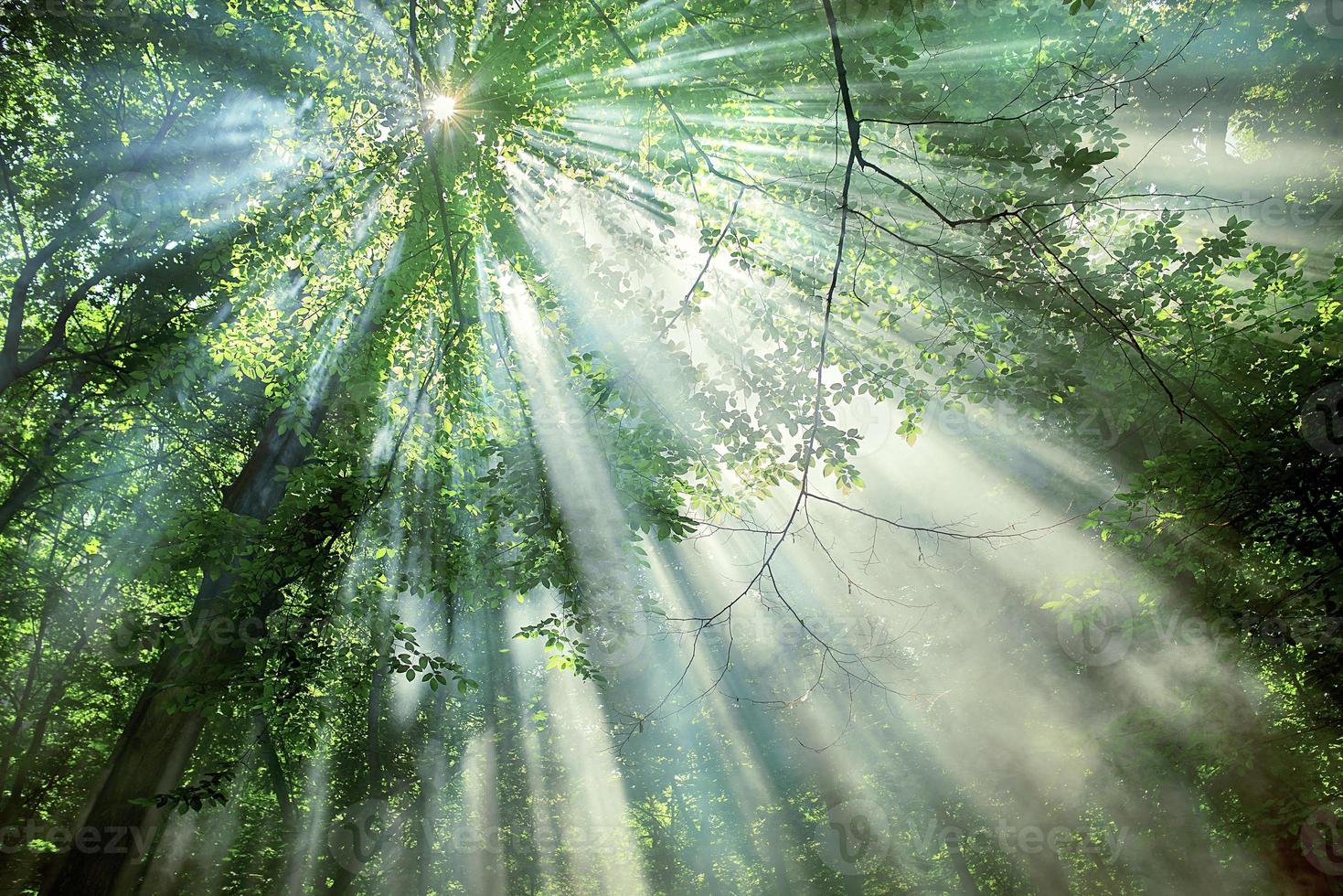 sun rays through the trees in the forest photo