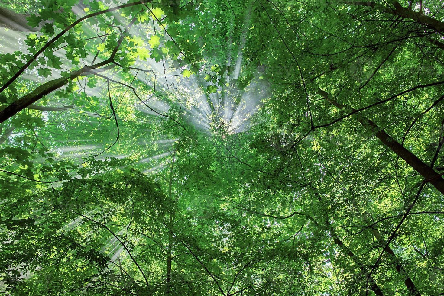 sun rays through the trees in the forest photo