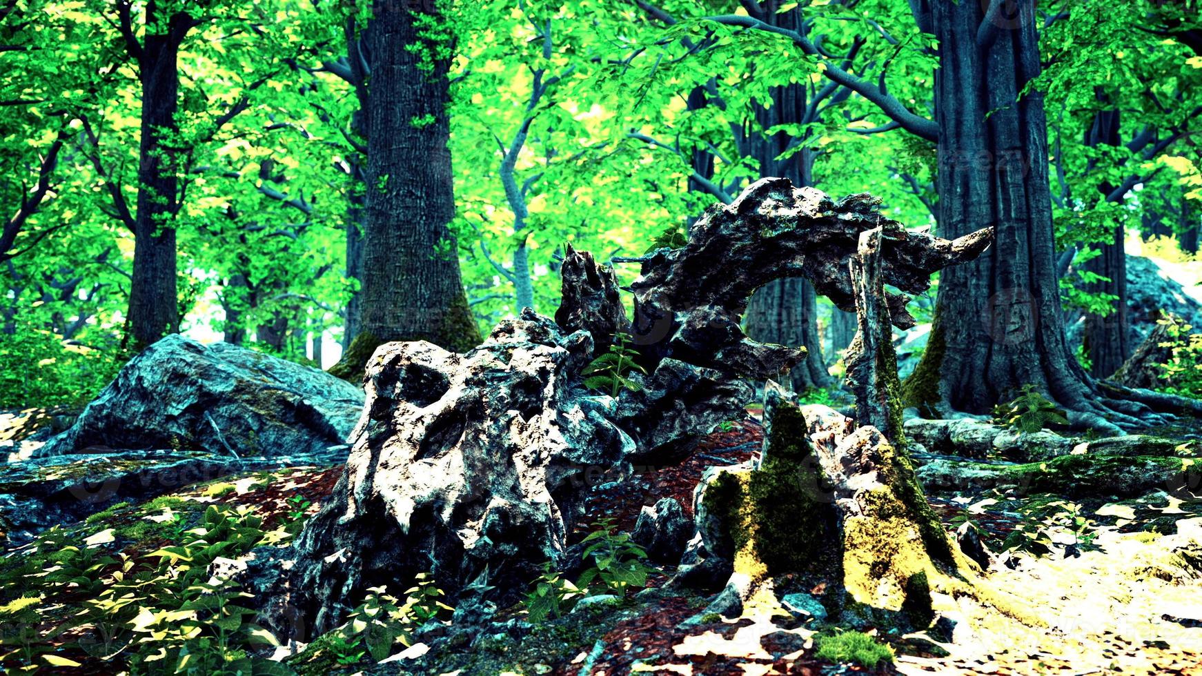 paisaje forestal con viejos árboles masivos y piedras cubiertas de musgo foto