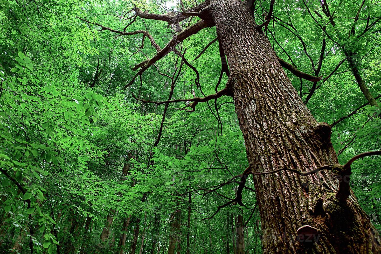 oak trunk on a deciduous forest background photo