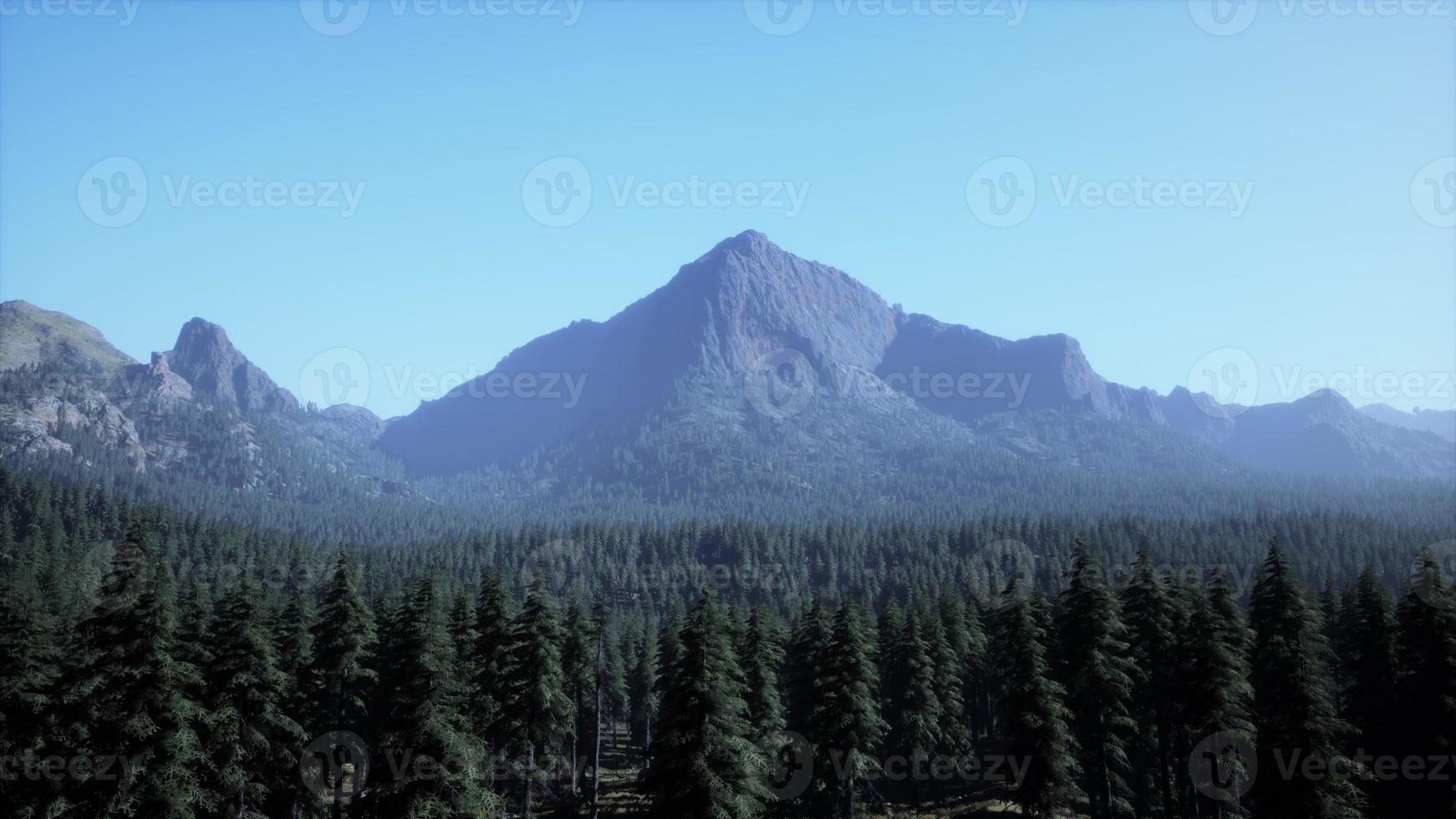 Beautiful sunset view in cedar forest in front of sayan mountain range photo
