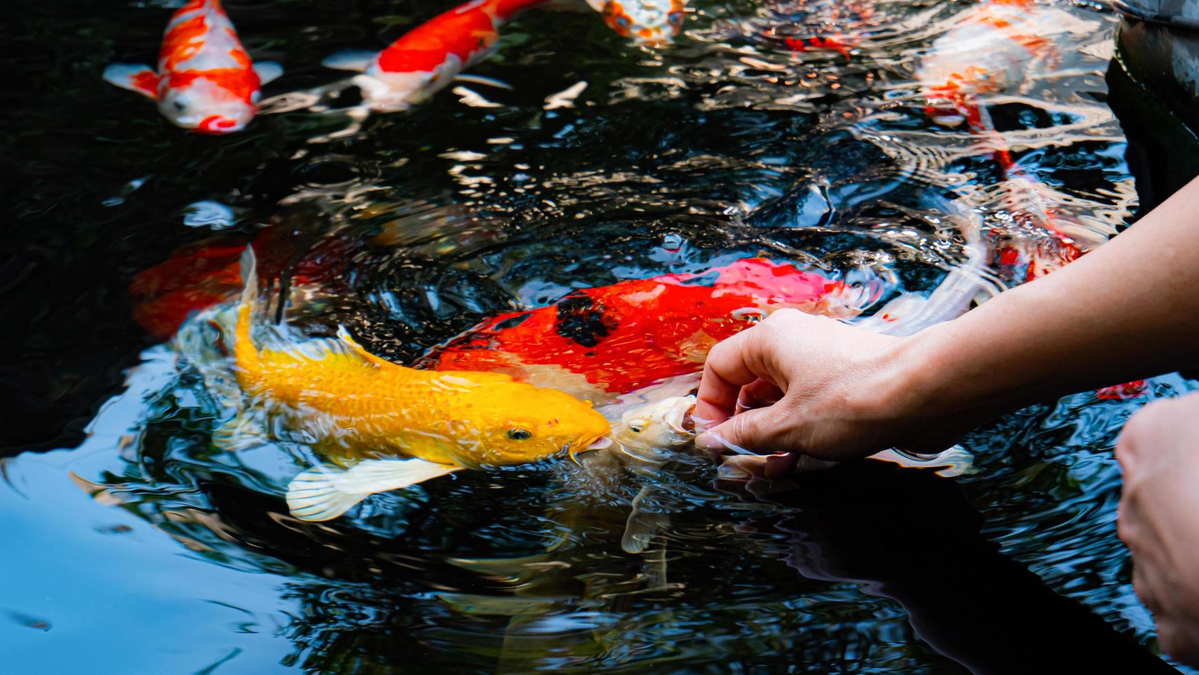 Feed the koi or crap with your bare hands. Fish tamed to the farmer. An outdoor koi fancy fish pond for beauty and relaxation. photo