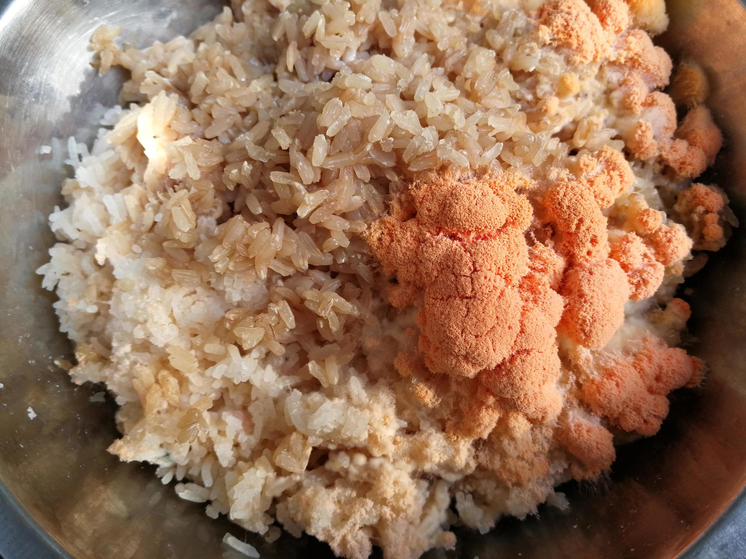 Orange mold, or fungi, grows on spoiled rice. 6659592 Stock Photo at