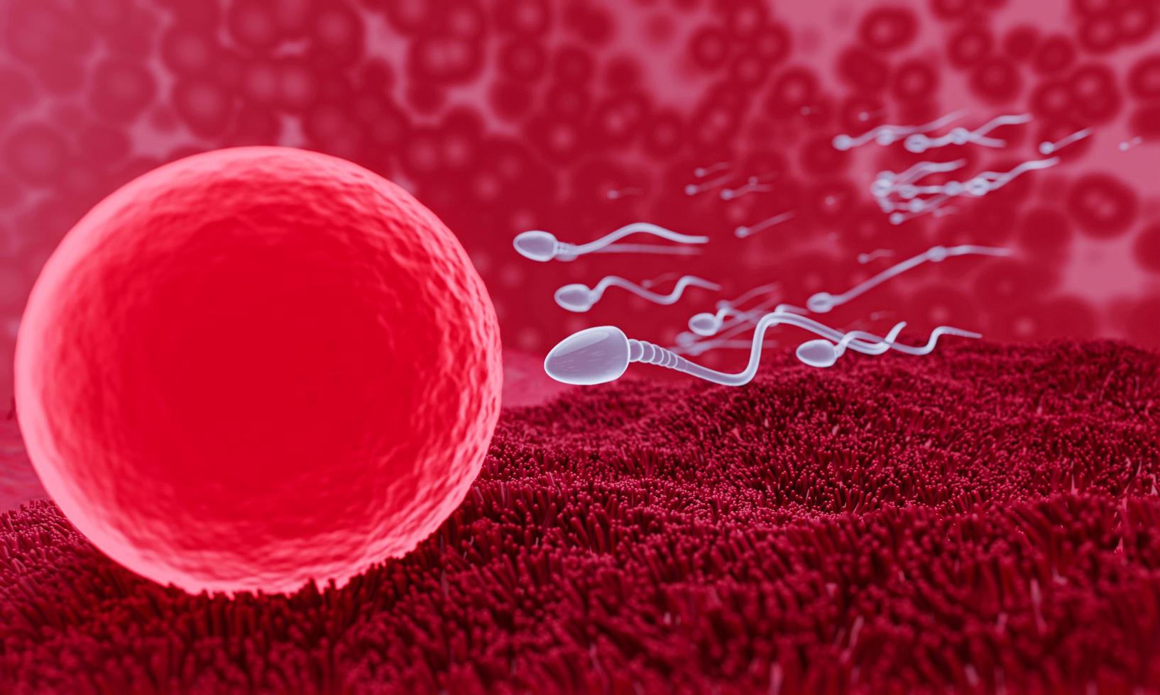 The sperm is directed towards the egg. To do human mating. A pre-fertilization model between an egg and a sperm. 3D Rendering photo