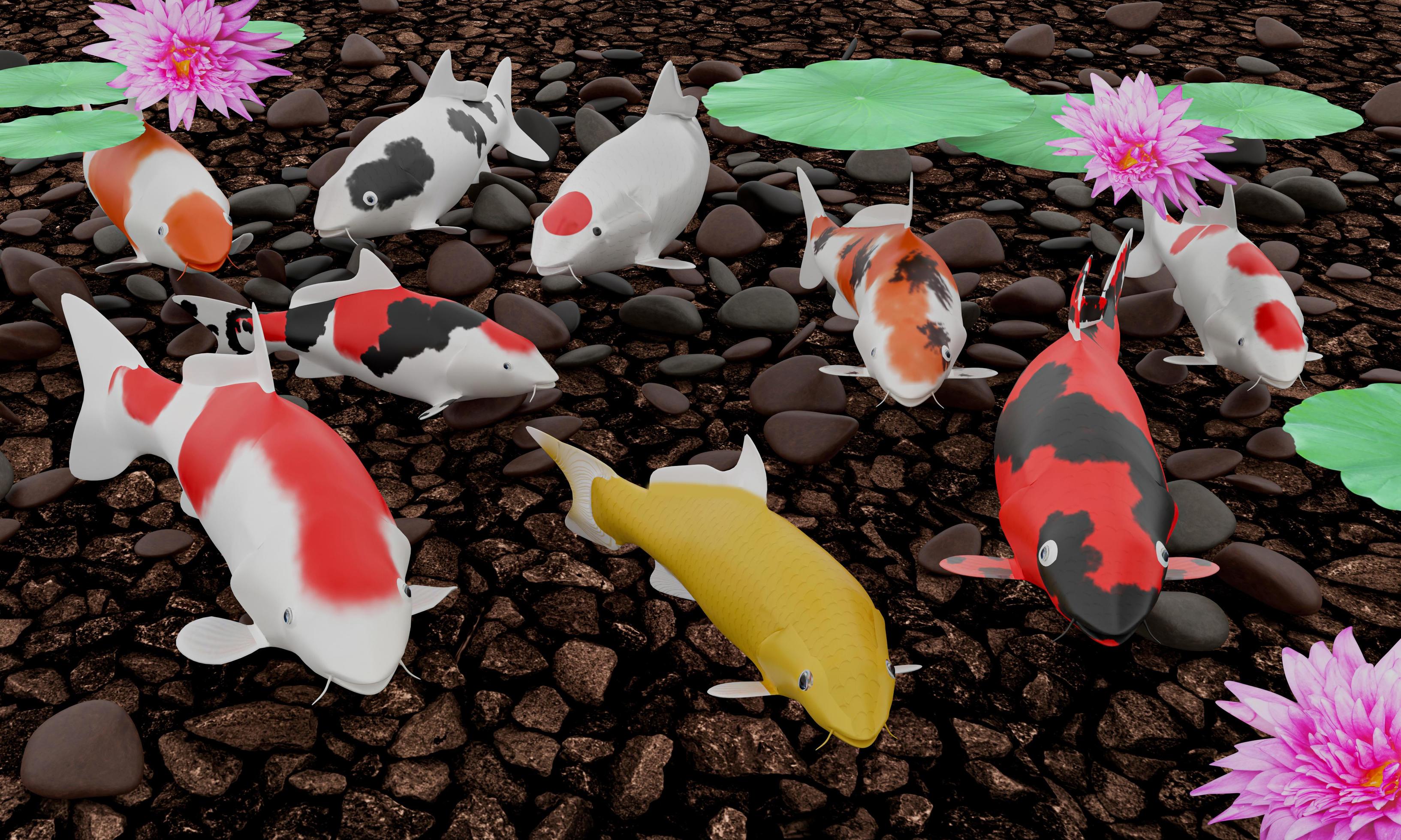 Koi or fancy koi fish swim in a circle. Conveys good fortune in feng