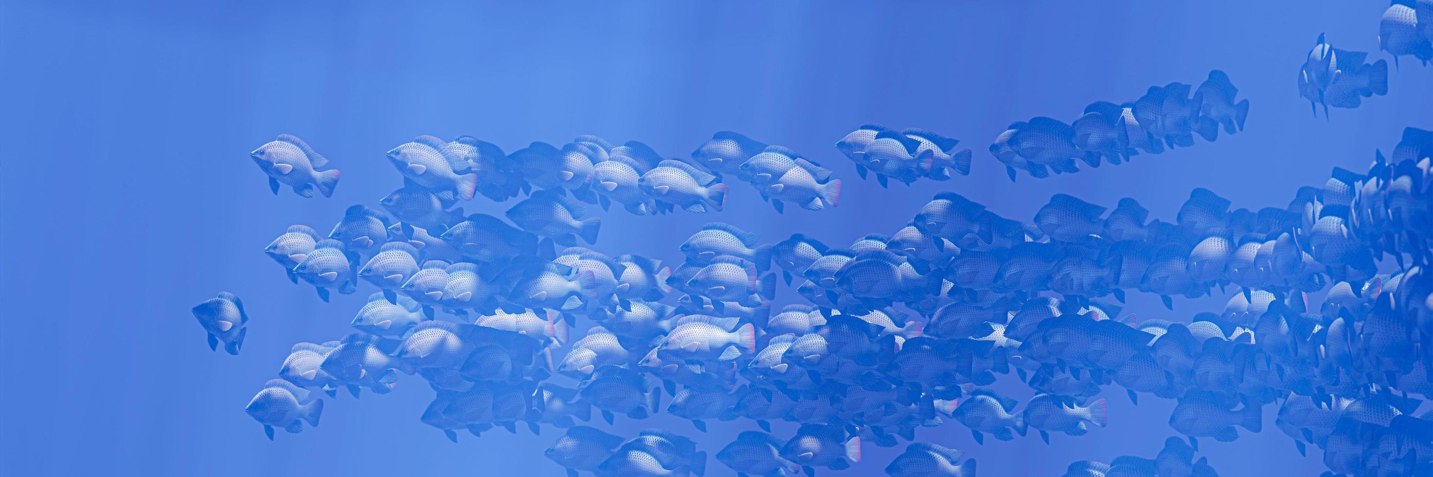 bandadas de peces nadan en grupos, el círculo submarino brilla. muchas tilapias nadan en grupos o en grupos. naturalmente, bajo el agua, las manadas de peces son alimentadas como alimento. representación 3d foto