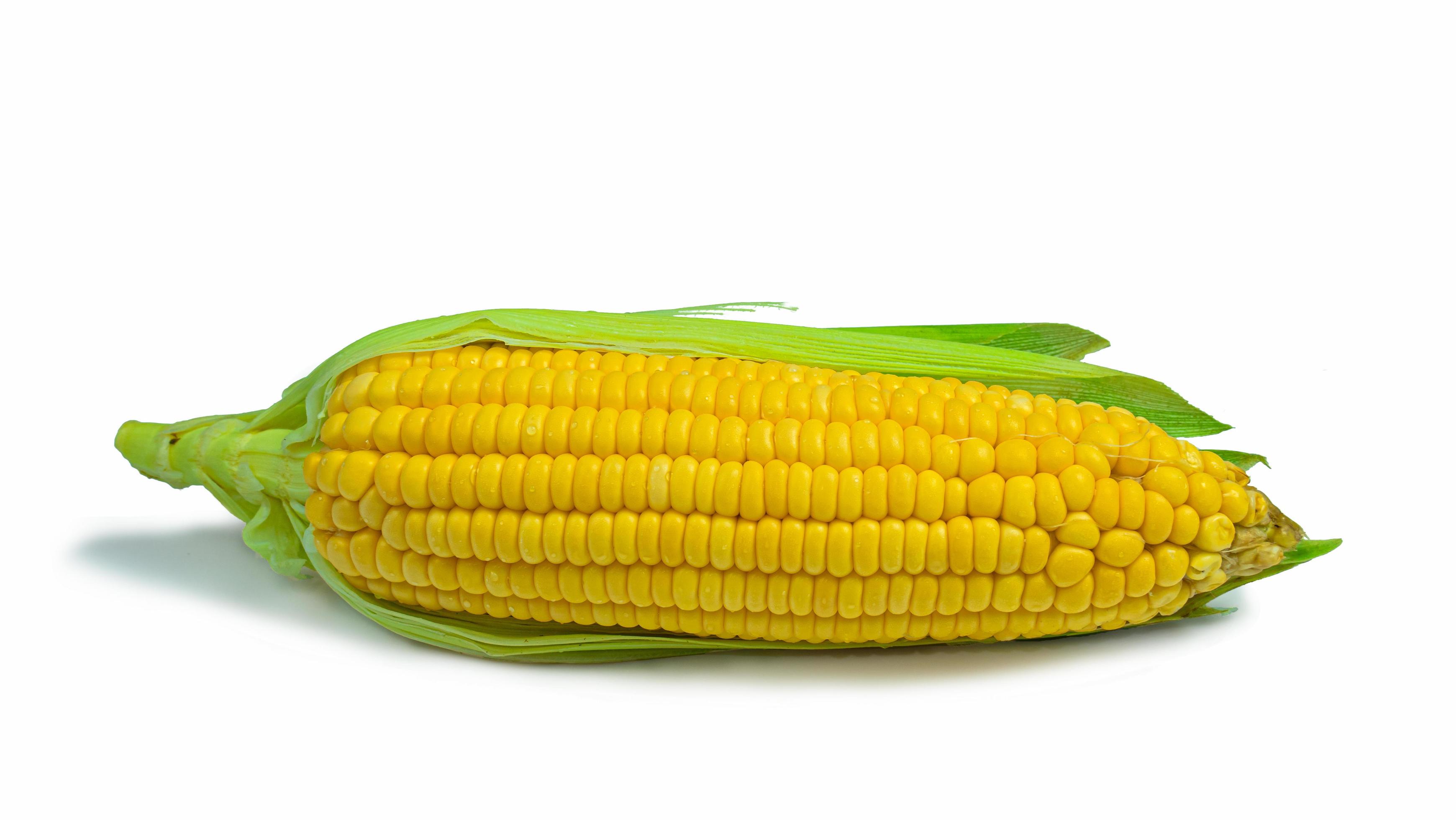 Single ear of corn with green leaves . Fresh corn on cob isolated on
