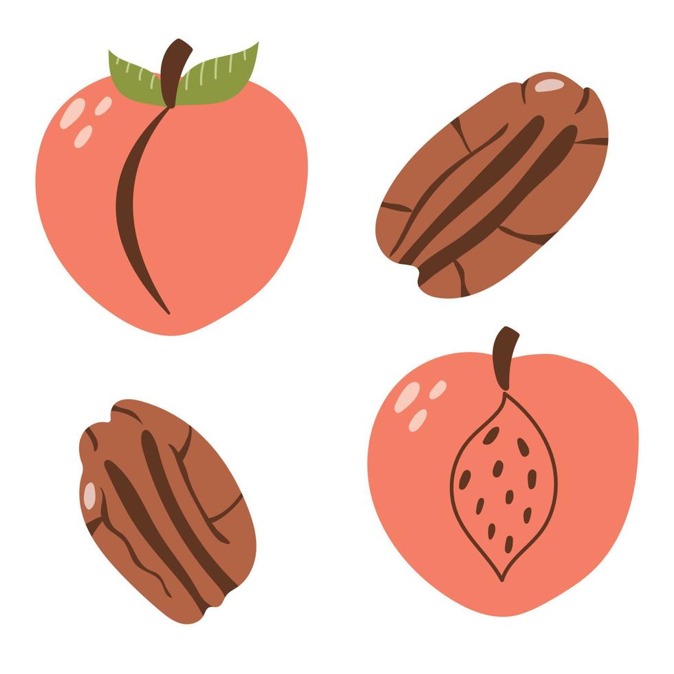 Hand drawn peach and pecan. Flat modern illustration. vector