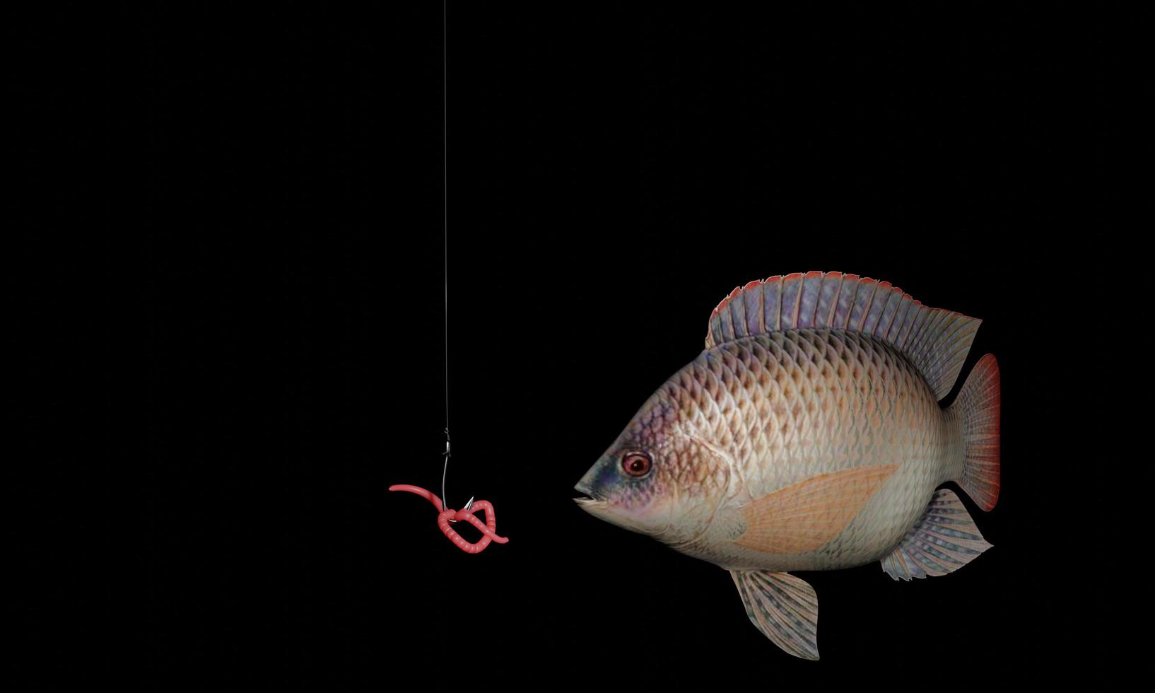 A fishing rod has earthworms attached to it. For lure fish. Fishing with a hook. The tilapia is about to eat the earthworm attached to the hook. 3D Rendering photo