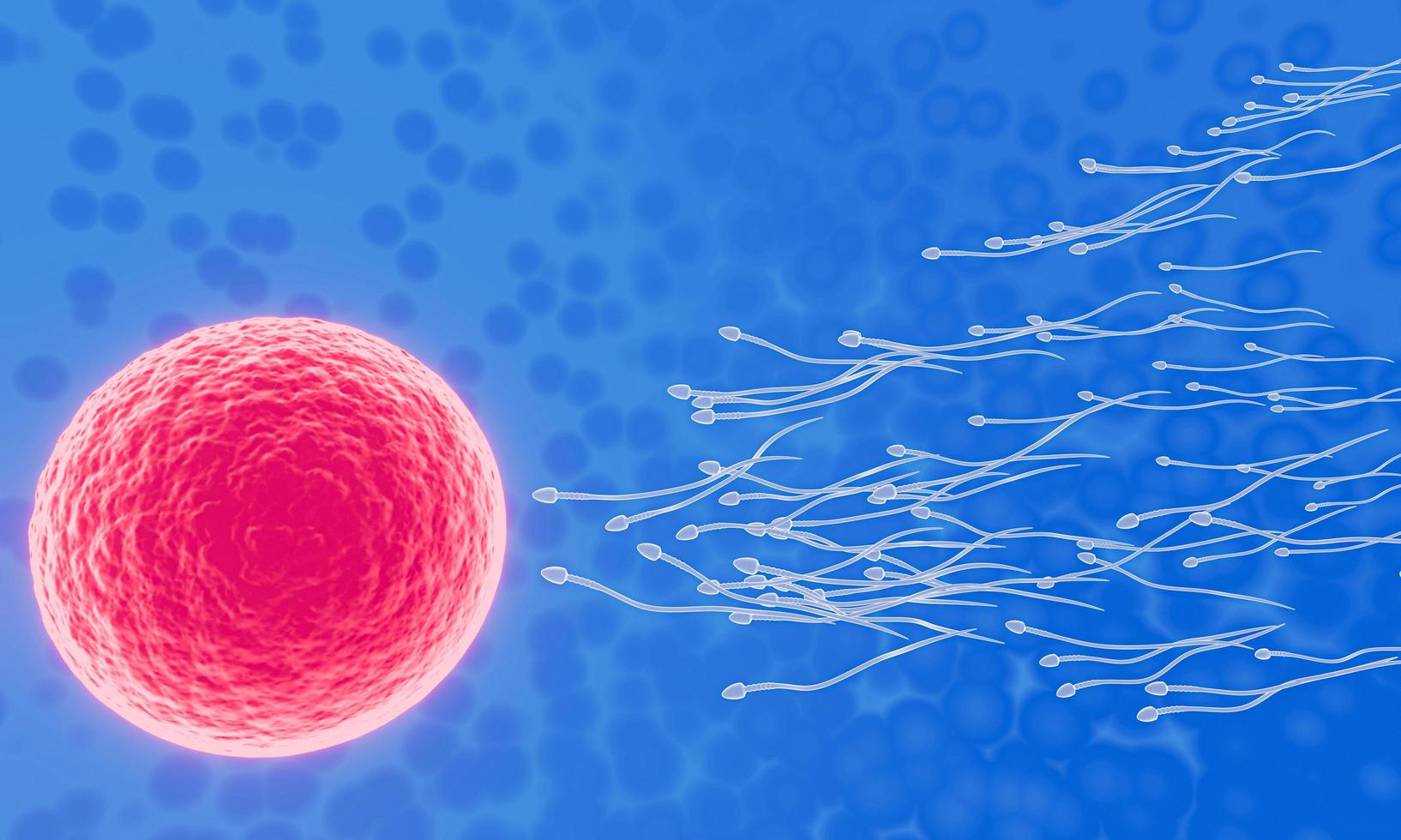 The sperm is directed towards the egg. To do human mating. A pre-fertilization model between an egg and a sperm. 3D Rendering photo