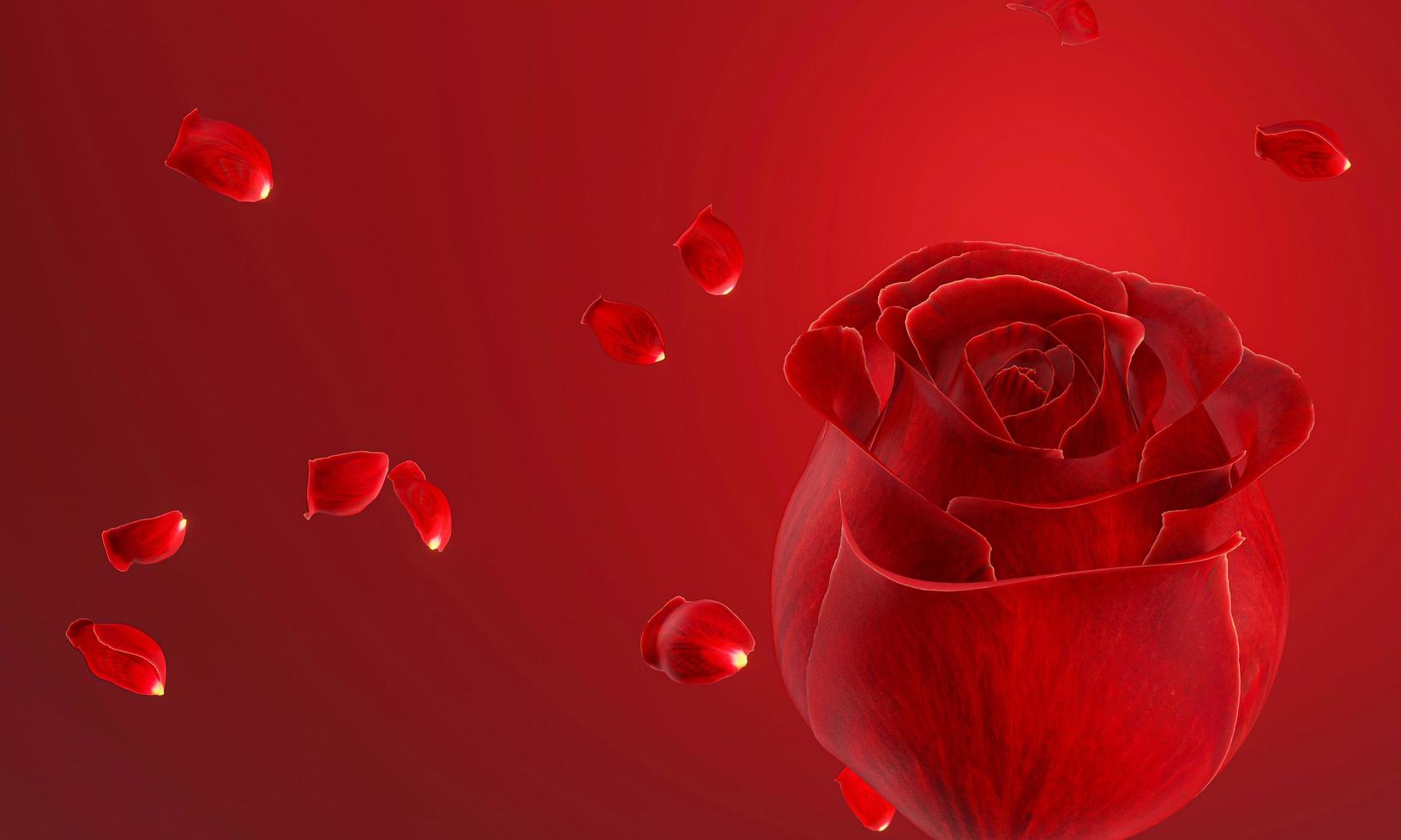 rose petals falling from a rose