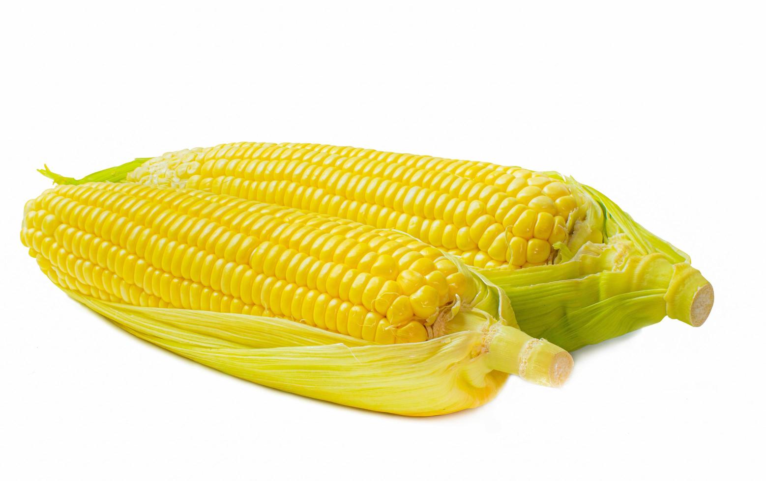 2 ears of corn with green and yellow leaves . Fresh corn on cob isolated on white background. photo