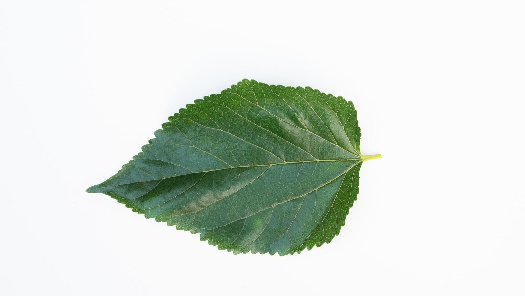 Green leaves have clear leaf veins. Green swallowtail leaves isolated on white background photo