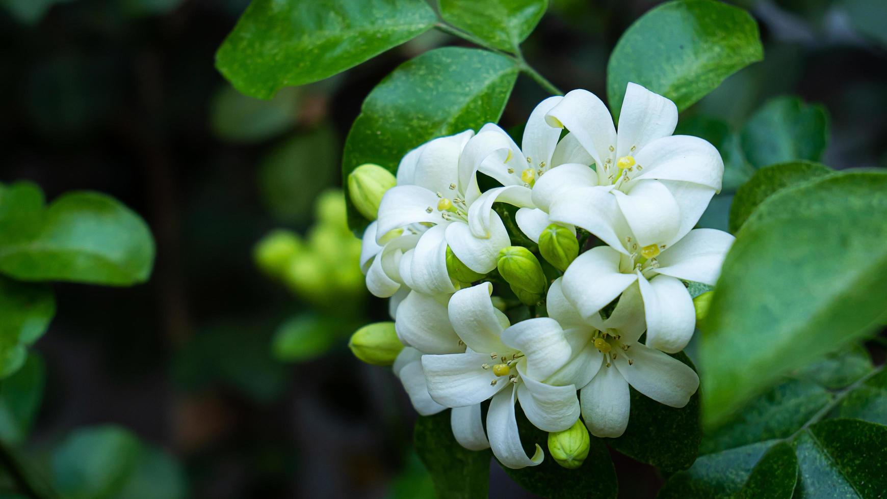 Murraya paniculata or name Orang Jessamine, China Box Tree, Andaman Satinwood, Chinese Box-wood bush. photo