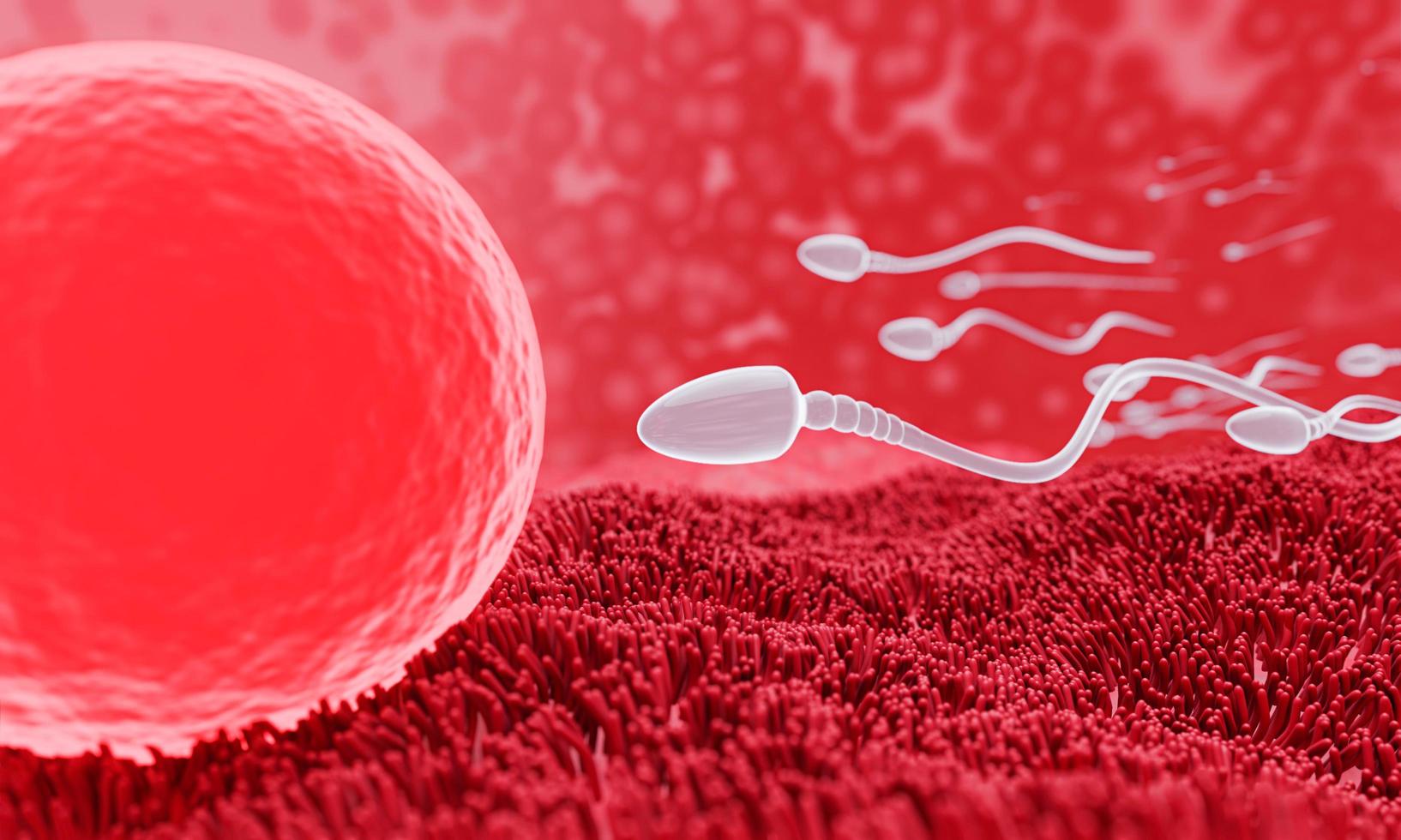 el esperma se dirige hacia el óvulo. para hacer el apareamiento humano. un modelo de prefertilización entre un óvulo y un espermatozoide. representación 3d foto