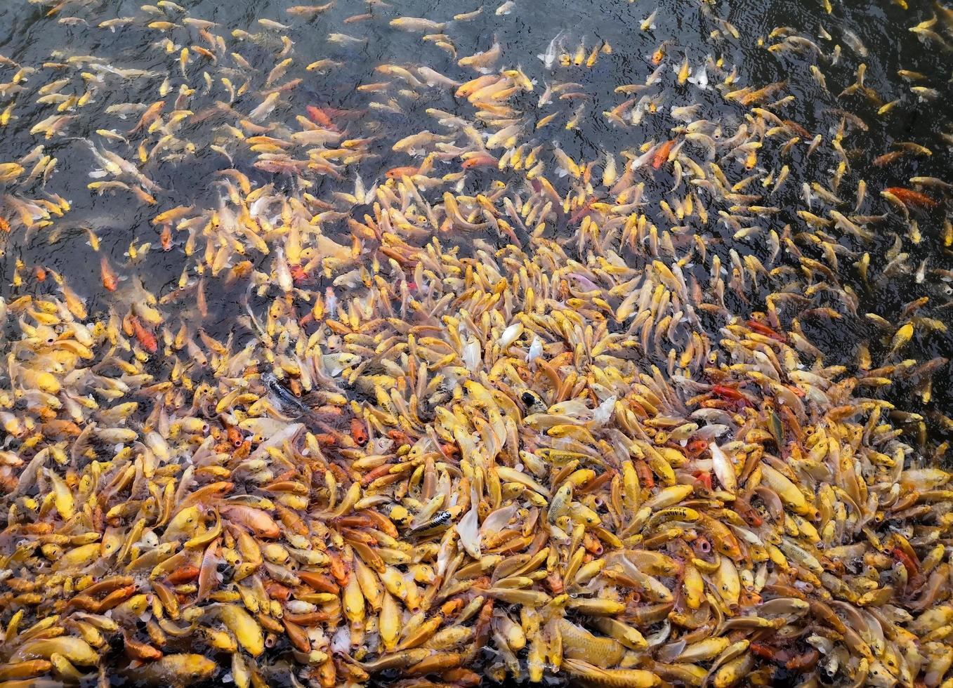 A lot of golden or fancy koi fish swarm in the same direction. To come to eat In the fish pond photo