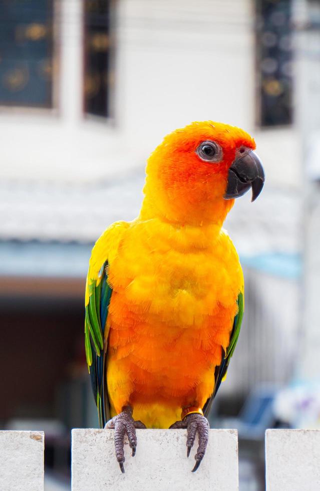 loros, sol cornure, amarillo y verde. los loros se crían de forma independiente. puede volar según sea necesario. lindo pájaro o mascota criado naturalmente, no enjaulado o encadenado, capaz de volar libremente. foto