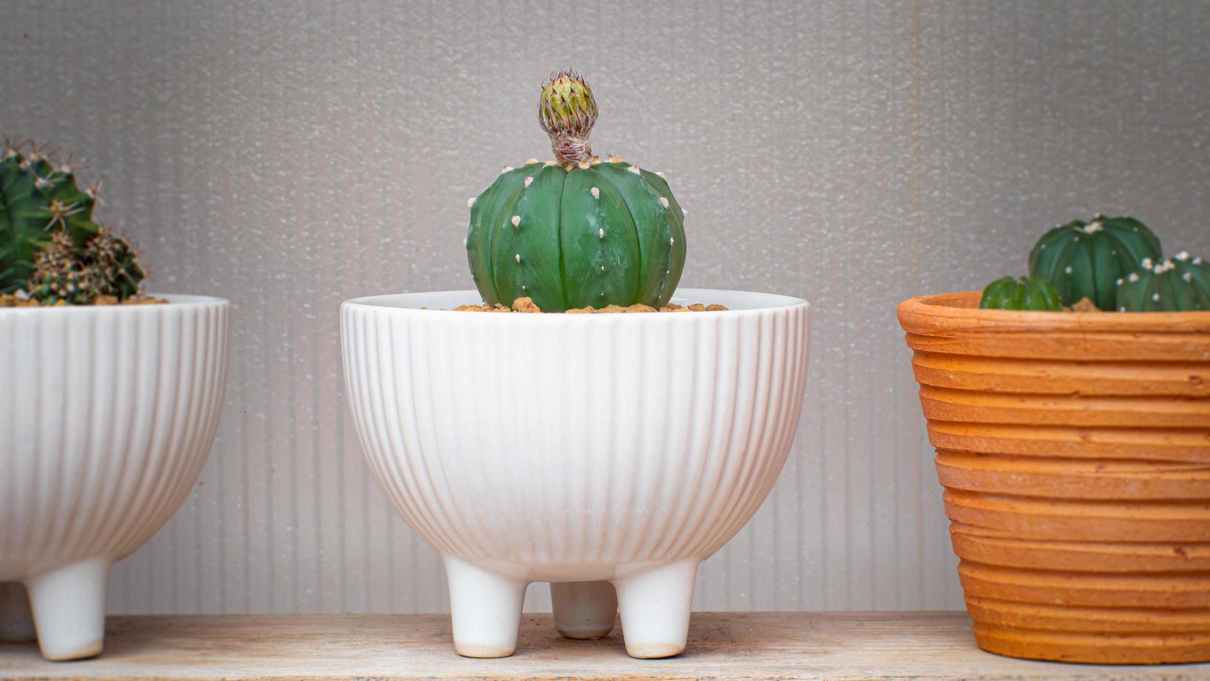 pequeña maceta blanca de cactus en un pequeño vivero en casa. astrophytum asterias cactus con capullos a punto de florecer en un estante de exhibición. foto