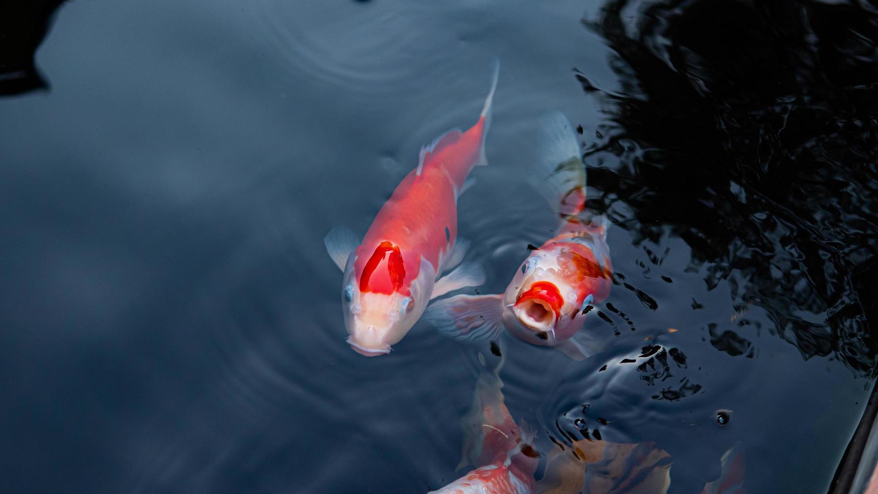 peces koi de lujo o carpas de lujo nadando en un estanque de peces de estanque negro. mascotas populares para la relajación y el significado del feng shui. foto