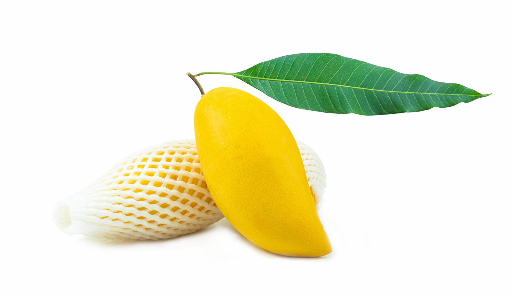 A golden yellow ripe mango on a mango branch with green leaves. Isolated on white background. photo