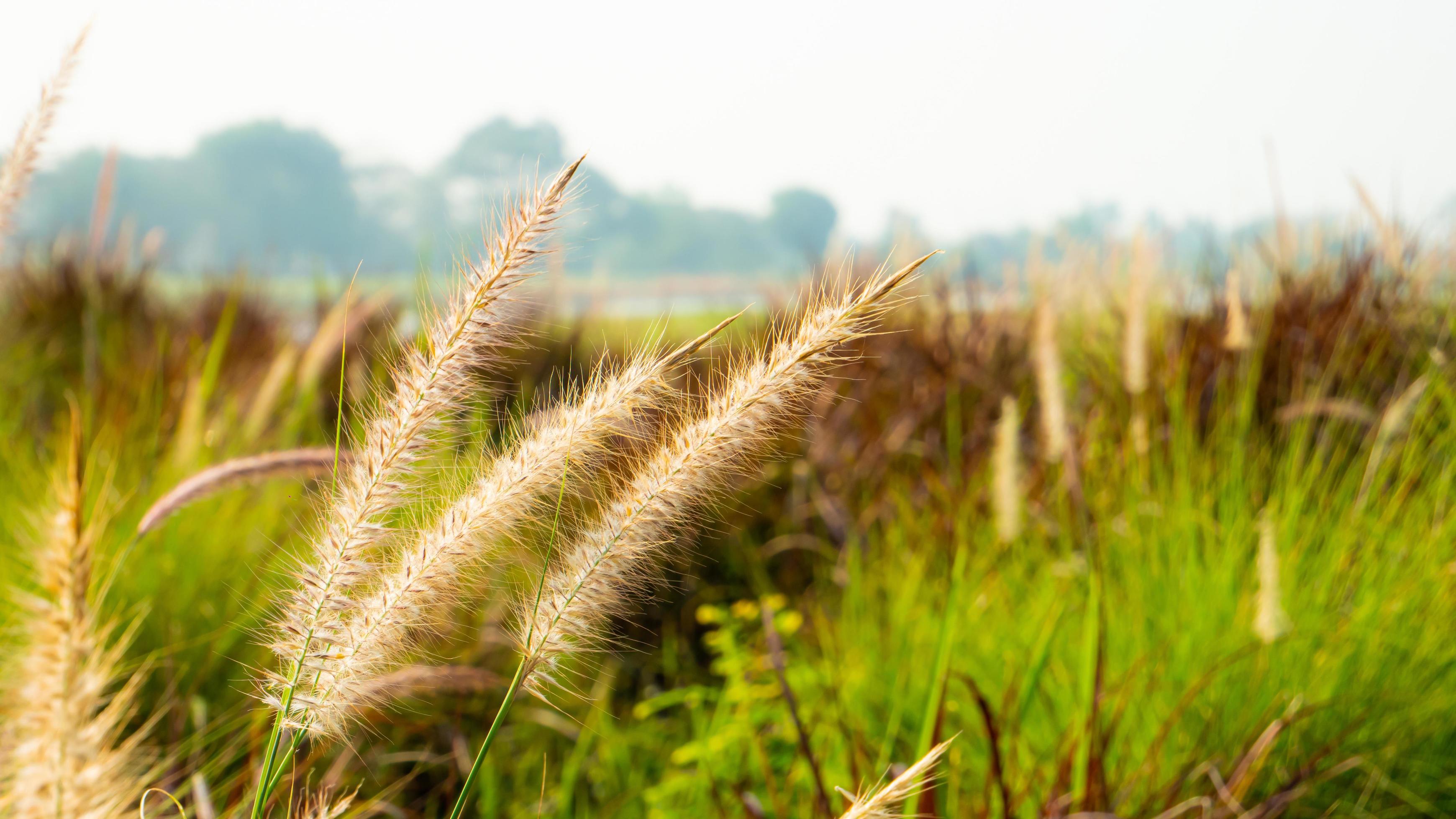 roadside grass