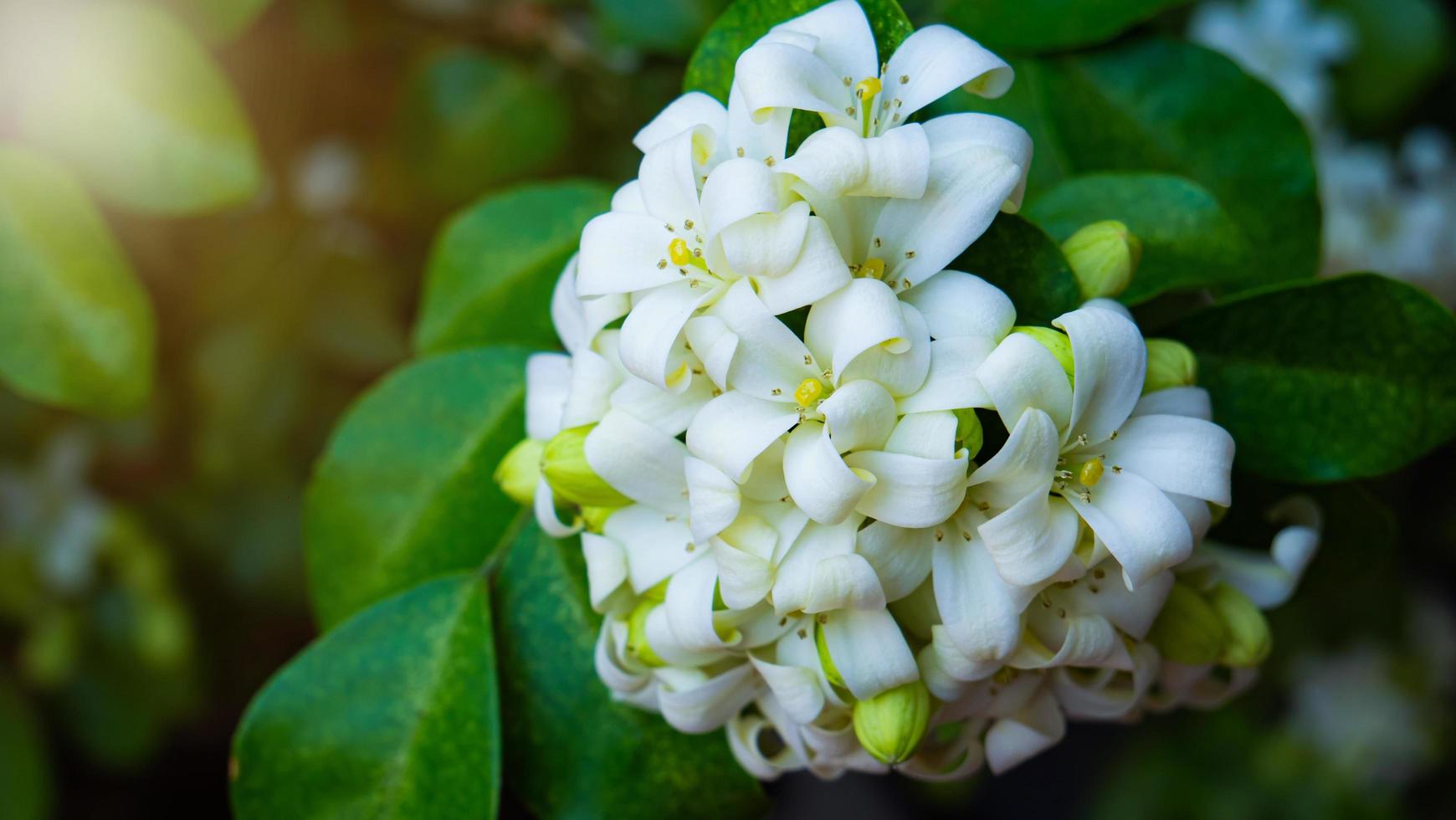 murraya paniculata o nombre orang jessamine, boj de china, andaman satinwood, arbusto de boj chino. foto