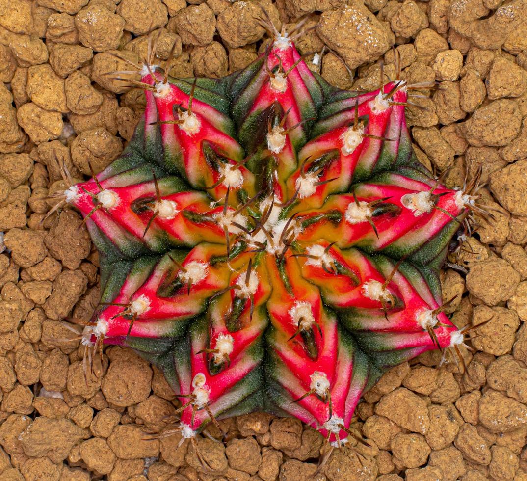 Gymnocalycium Multicolor Cactus Taiwan Clone is a mix of red, orange, green with long spikes around the plant. In a small plastic pot, Top View view on a white background. photo