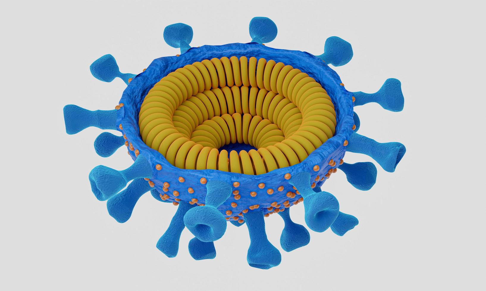 Cut in half and inside virus.  Pathogen respiratory influenza covid virus cells. New official name for Coronavirus disease named COVID-19. 3D Rendering. photo