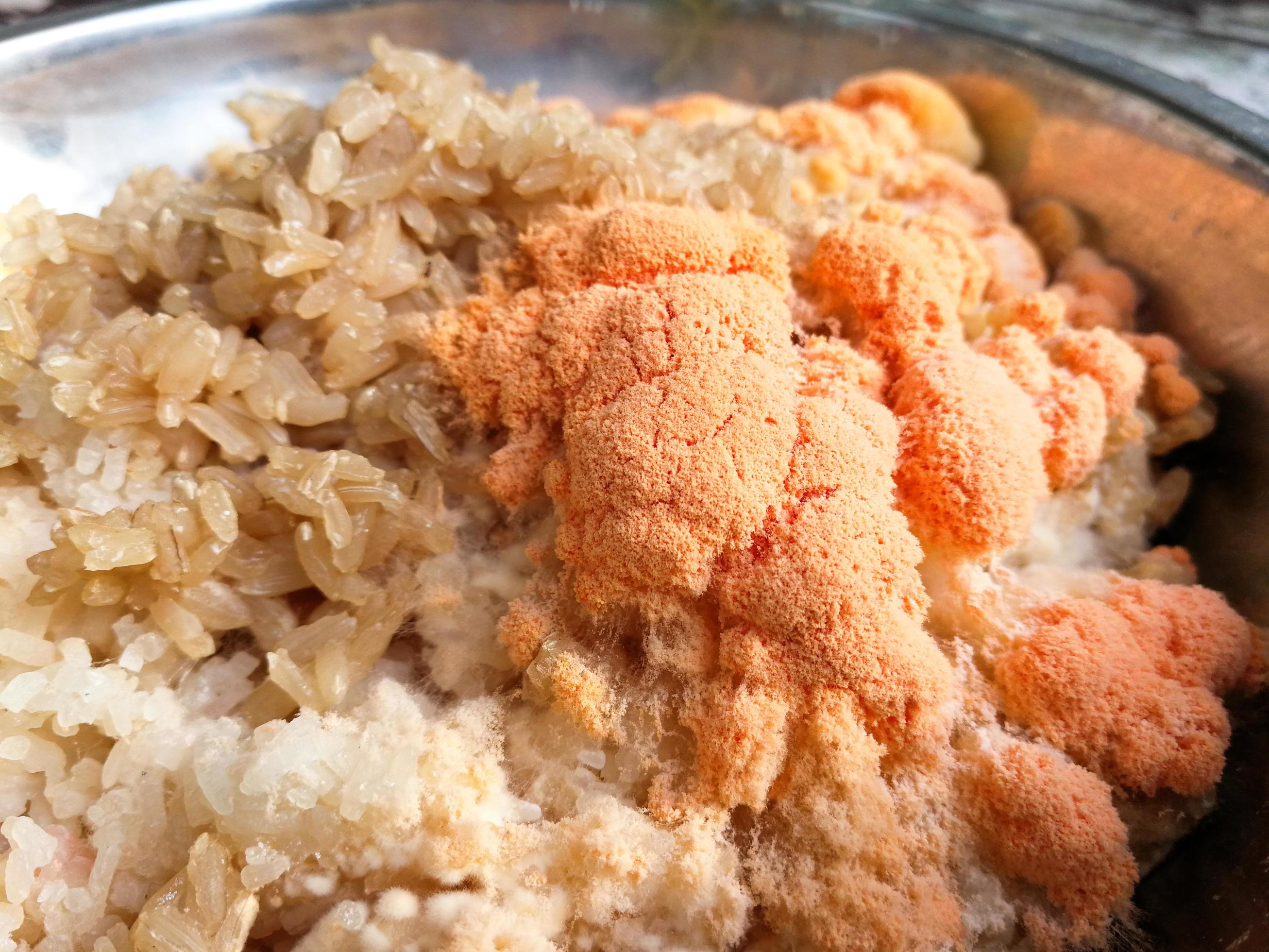 Orange mold, or fungi, grows on spoiled rice. 6660820 Stock Photo at