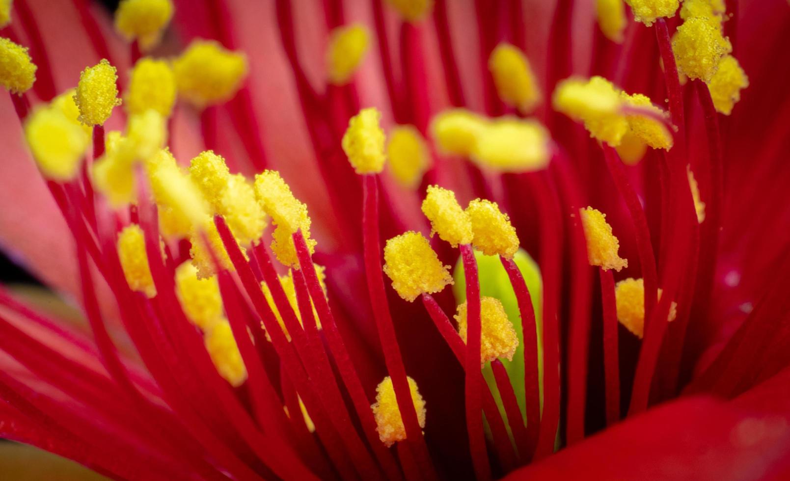 yellow pollen On numerous red peduncles of flowers from Red Cactus. The central stamens are blurred red petals in the background. photo