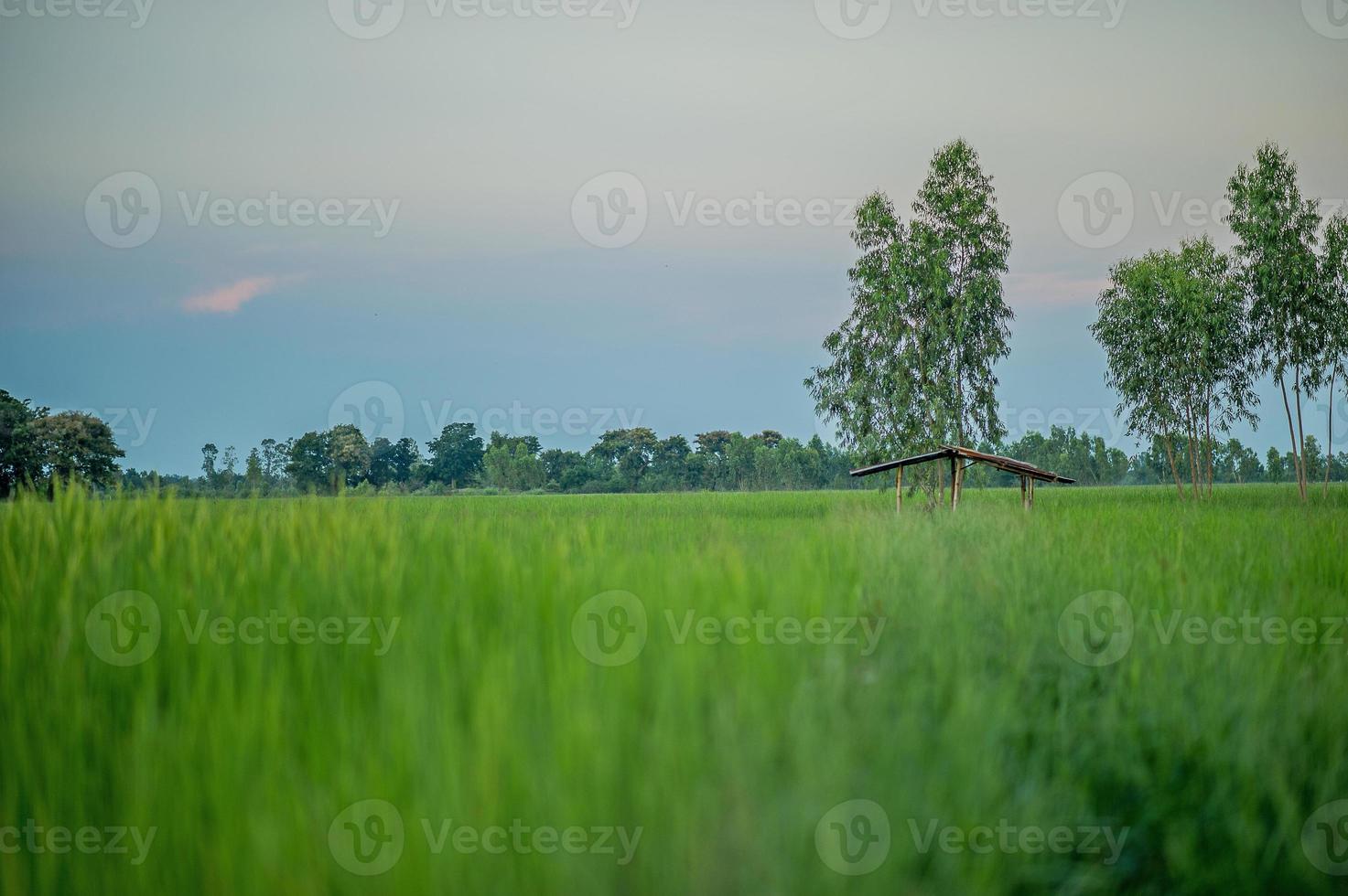 campo de arroz verde lleno de productividad de agricultores de arroz foto