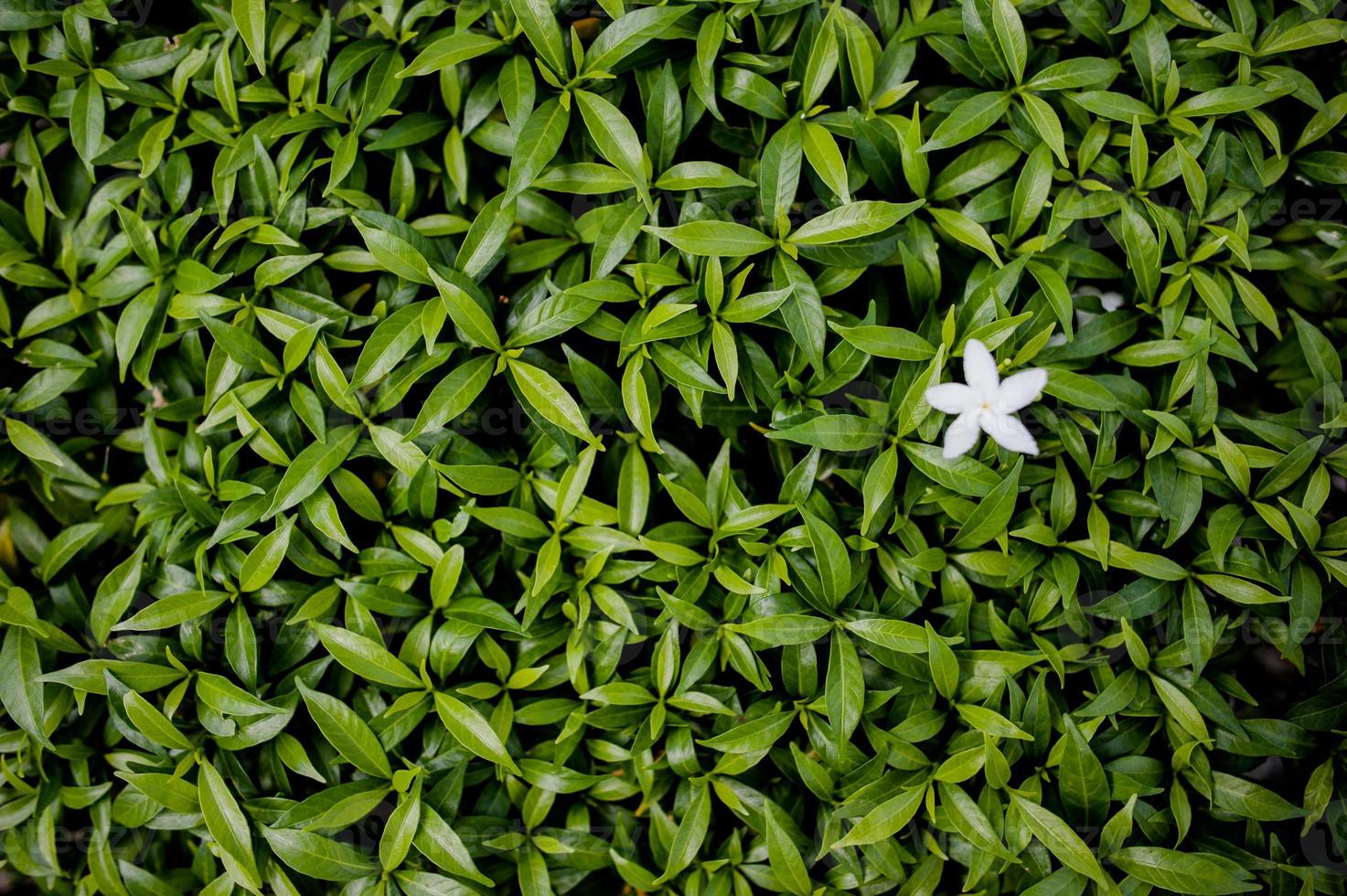 Creative style made of green leaves lying flat on the concept of nature. The leaves are not caused by nature. The light from the light. photo