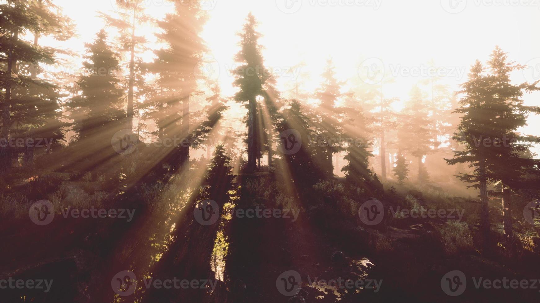Panoramic view of the majestic evergreen forest in a morning fog photo