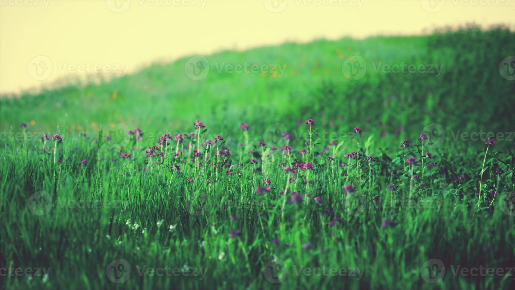 Beautiful meadow field with fresh grass photo