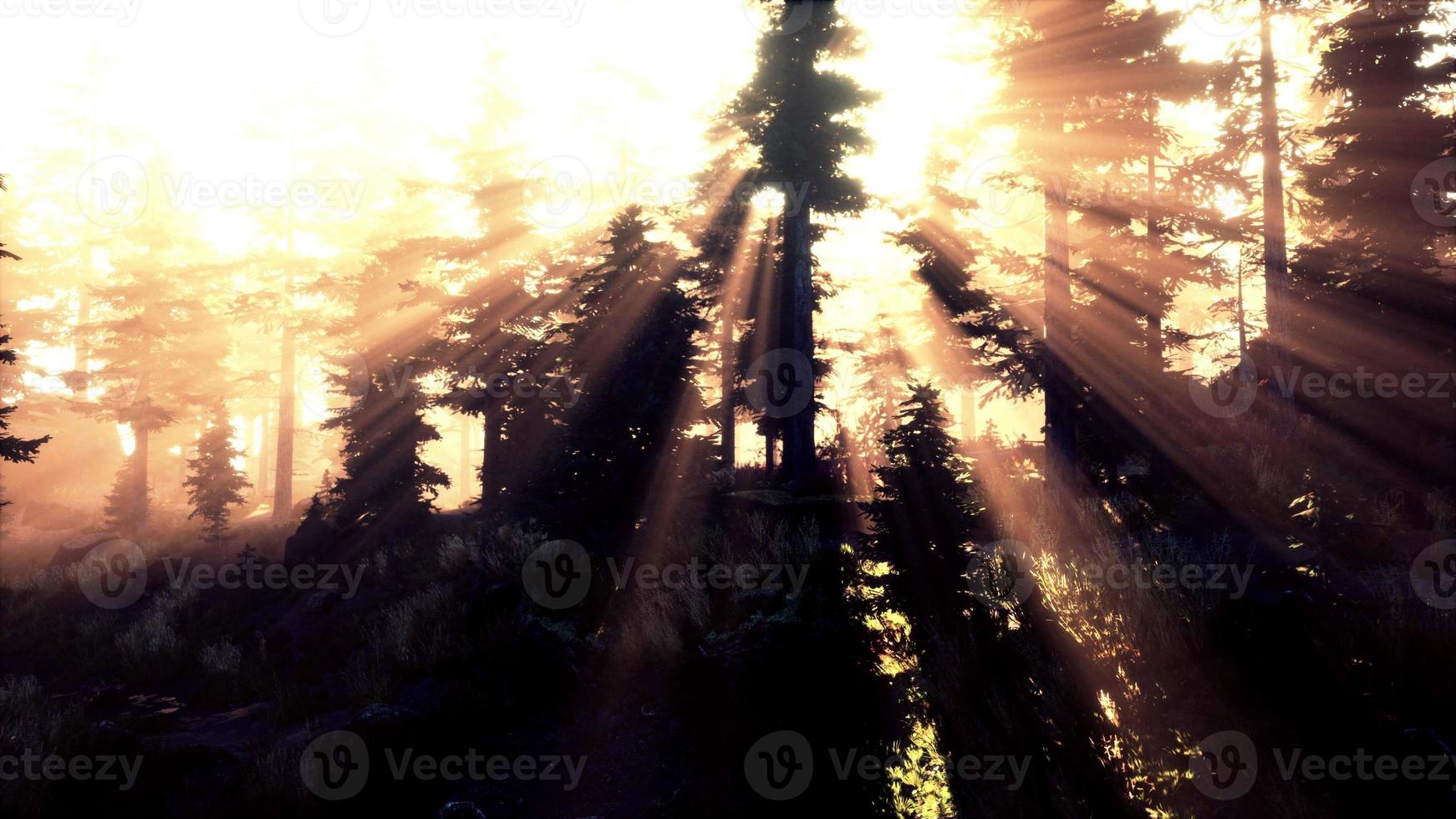 Forest of Beech Trees illuminated by sunbeams through fog photo