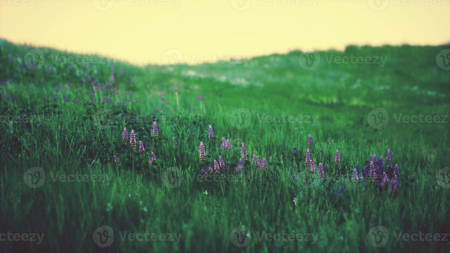 Green meadow under blue sky photo