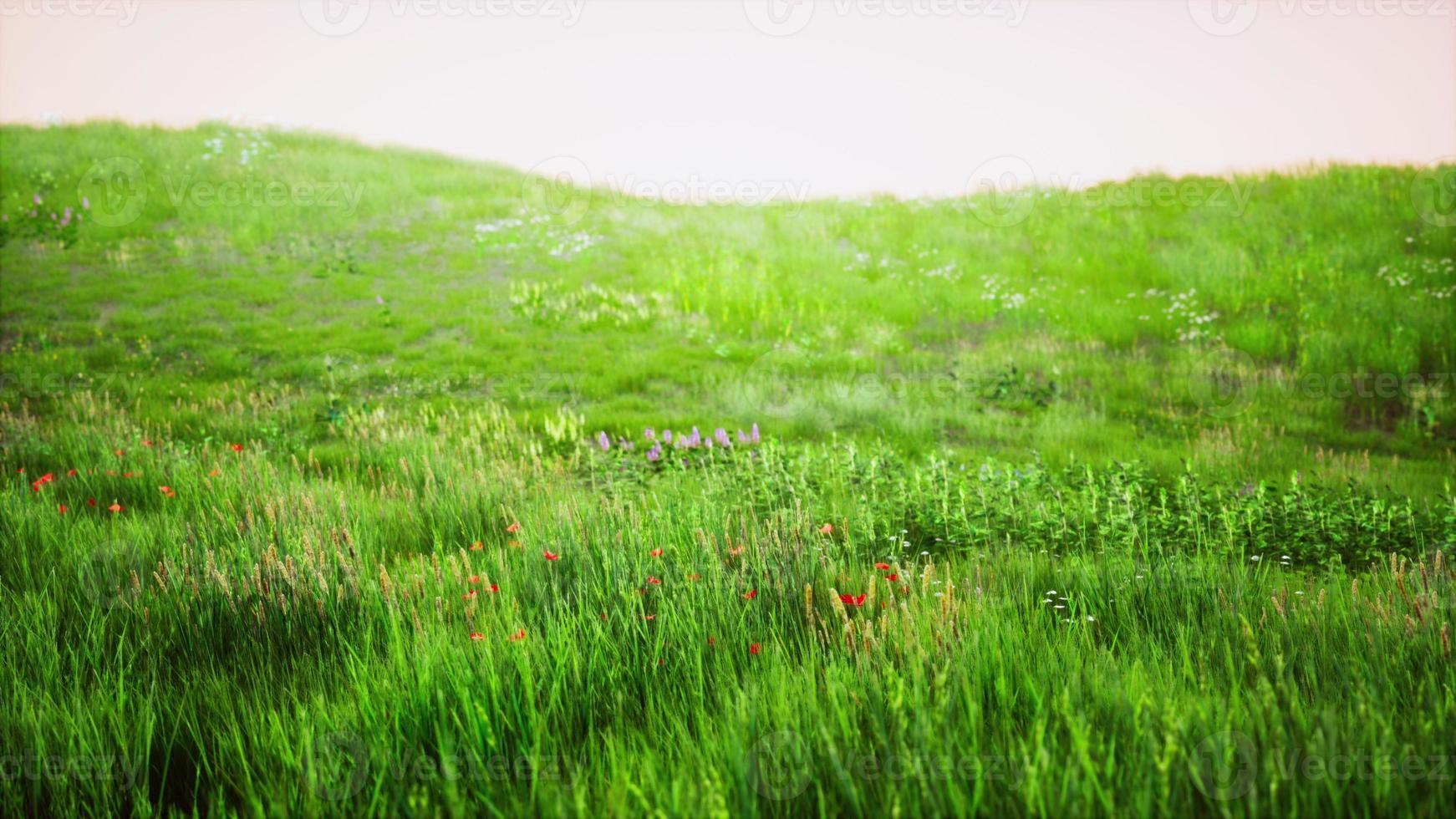 Beautiful meadow field with fresh grass photo