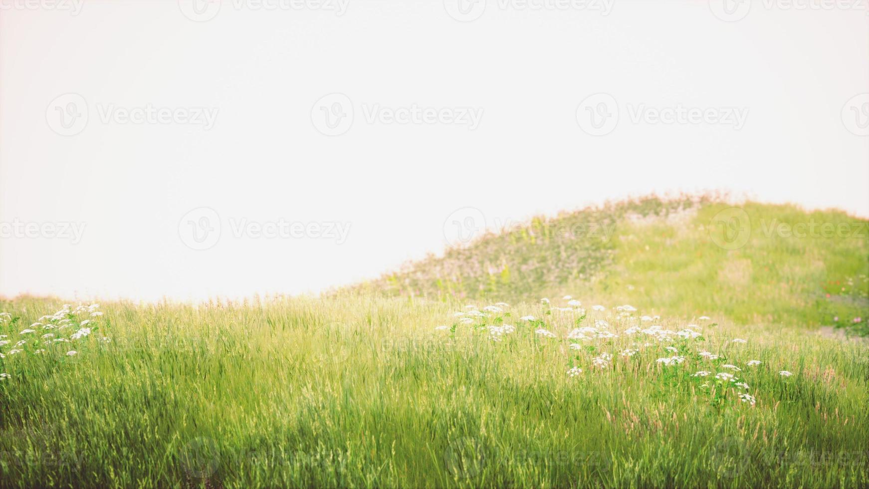 Grass on the field during sunrise photo