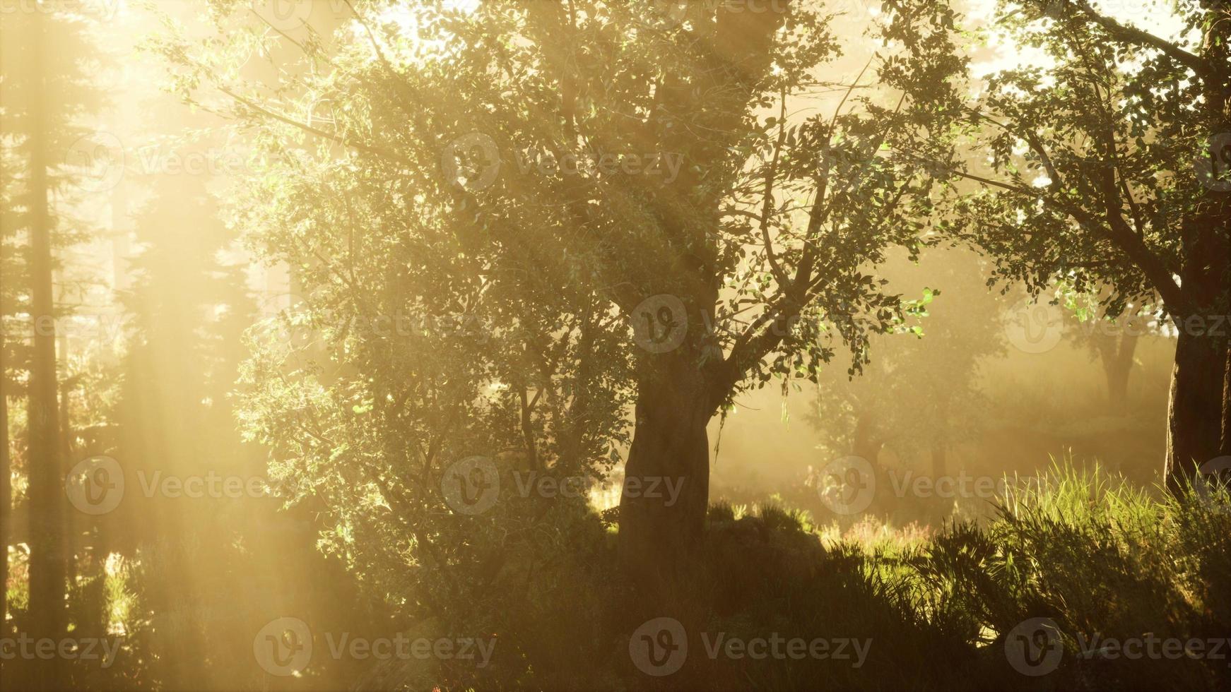 Forest of Beech Trees illuminated by sunbeams through fog photo