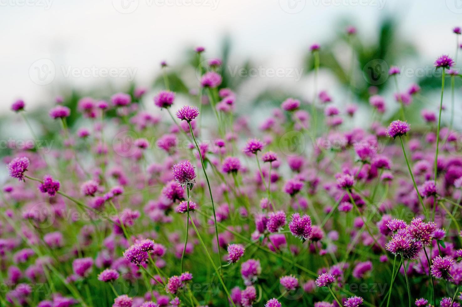 Purple Flower Garden Beautiful Flower Garden With key copy space photo